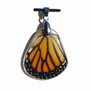 Puede incluir: Un colgante de plata con un ala de mariposa preservada con marcas naranja, negra y blanca. El ala está encapsulada en resina transparente y cuelga de una argolla de plata.