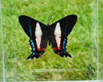 3" X 3"" Butterfly Framed/Real Ancyluris Formosissima Swallowtail Butterfly