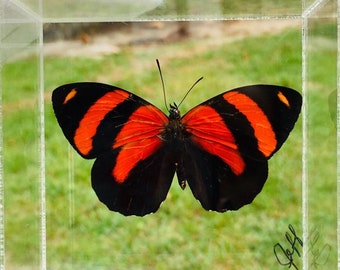 3" x 3" Butterfly Framed, CALLICORE CYNOSURA (Peru),butterfly display, framed butterflies, mounted butterflies, art, preserved butterfly