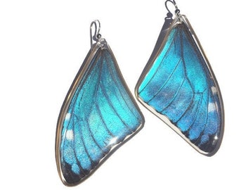 Real Butterfly Earrings/ Peru Morpho Adonis/ Laminated Resined Butterfly Earrings/ Butterfly wings/ Butterfly specimen/ 925 sterling silver
