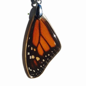 Real Butterfly Wing Pendant
