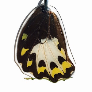 Real Butterfly Wing Pendant