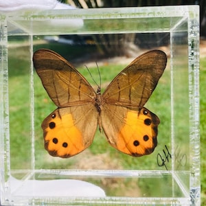 3&quot; x 3&quot; Butterfly Framed, PIERELLA HYCETA (Peru),butterfly display, framed butterflies, mounted butterflies, art, preserved butterfly