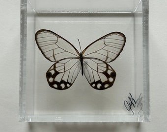 3" x 3" Butterfly Framed (Haetera Hypaesia) Peru