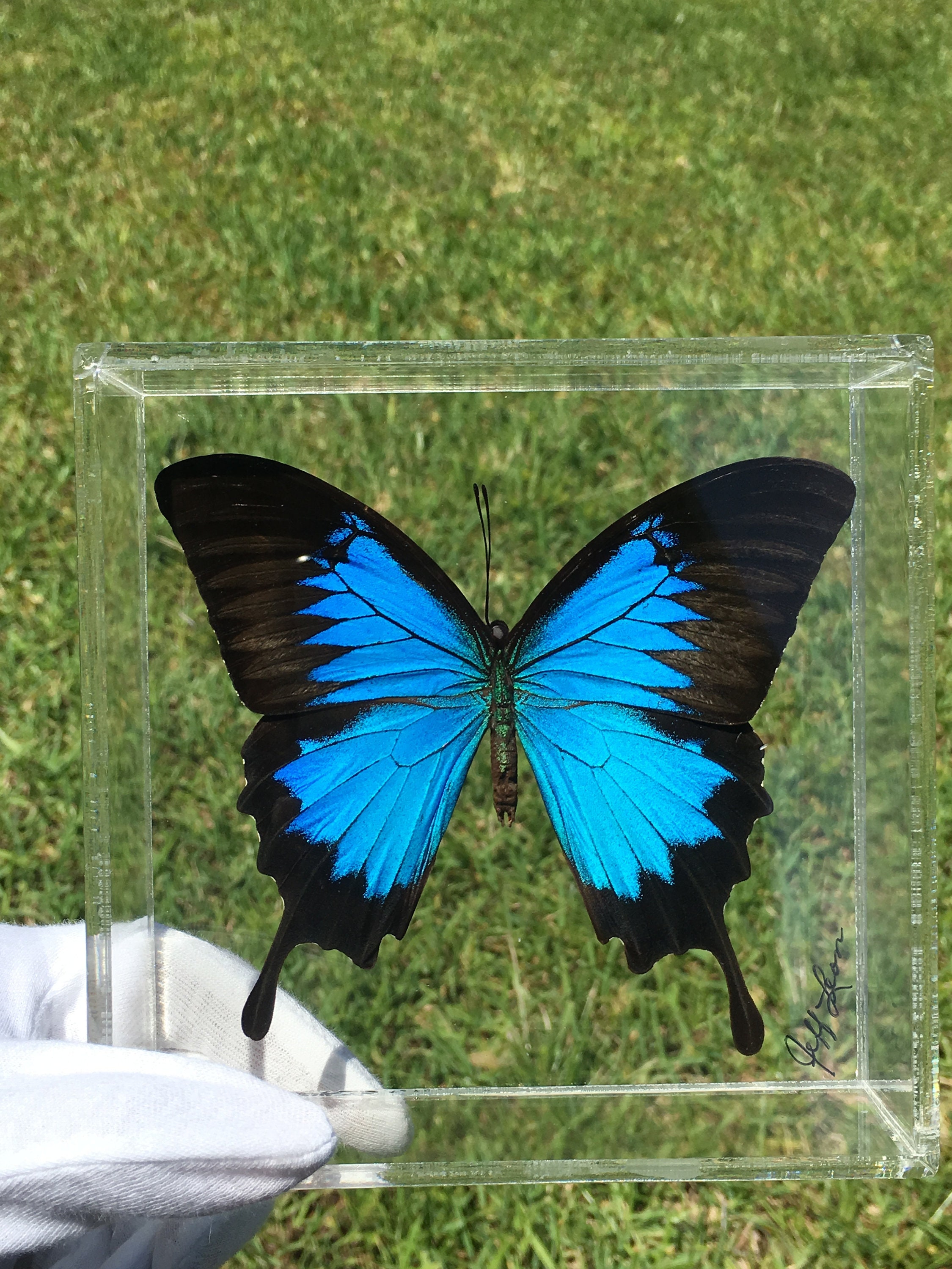 5" X 5" Papilio Ulysses (Indonesia)