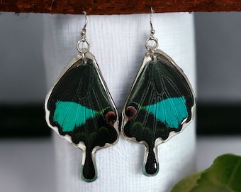 Butterfly Earrings, Real Peacock Swallowtail Butterfly (Papilio Karna) (bottom/rear wings) earrings