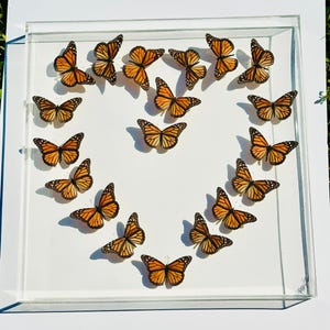 Puede incluir: Una vitrina de acrílico transparente con una disposición en forma de corazón de mariposas monarca naranjas y negras. Las mariposas están dispuestas para crear una forma de corazón, mostrando sus intrincados patrones de alas.
