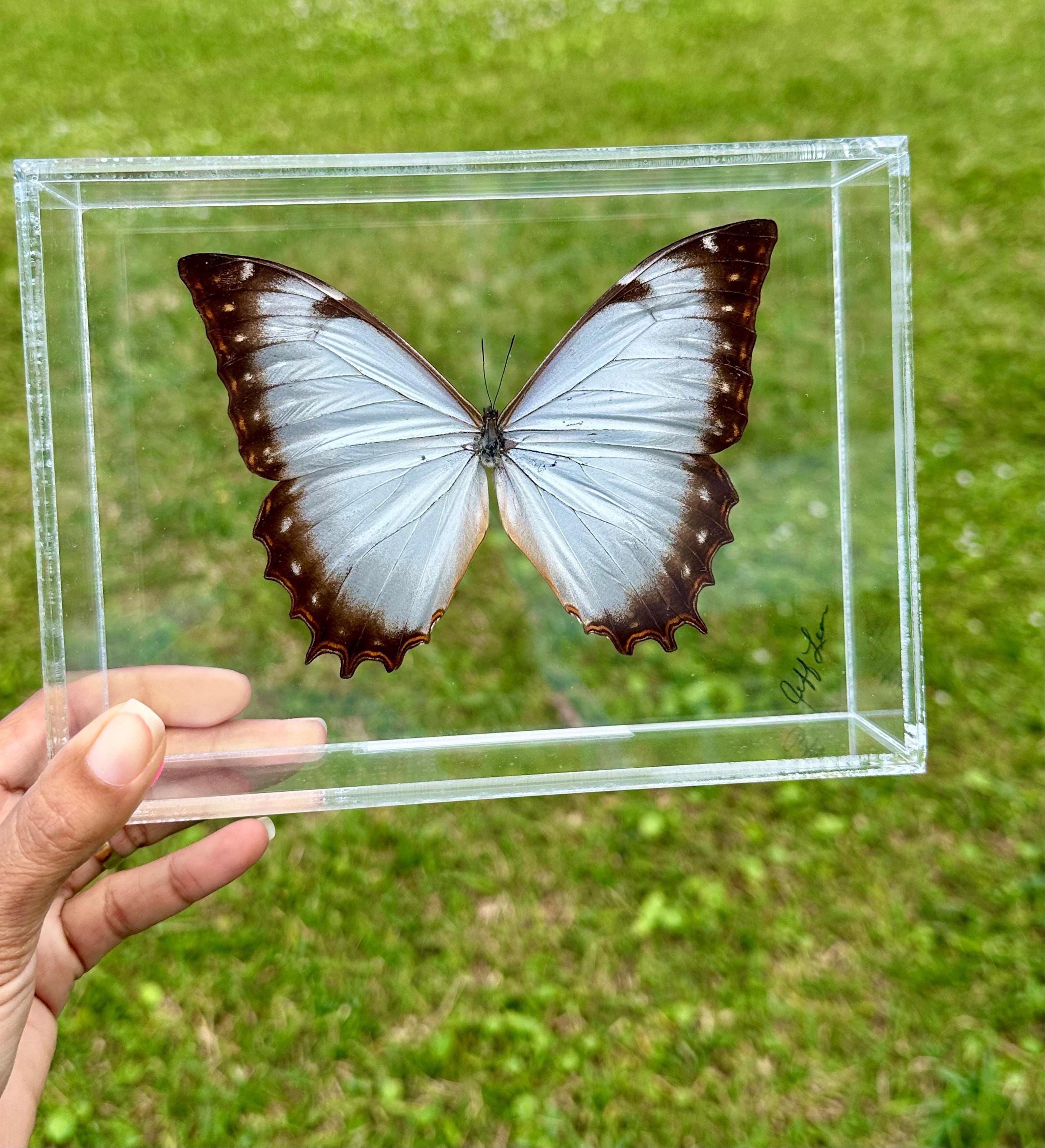 Morpho theseus - Etsy 日本