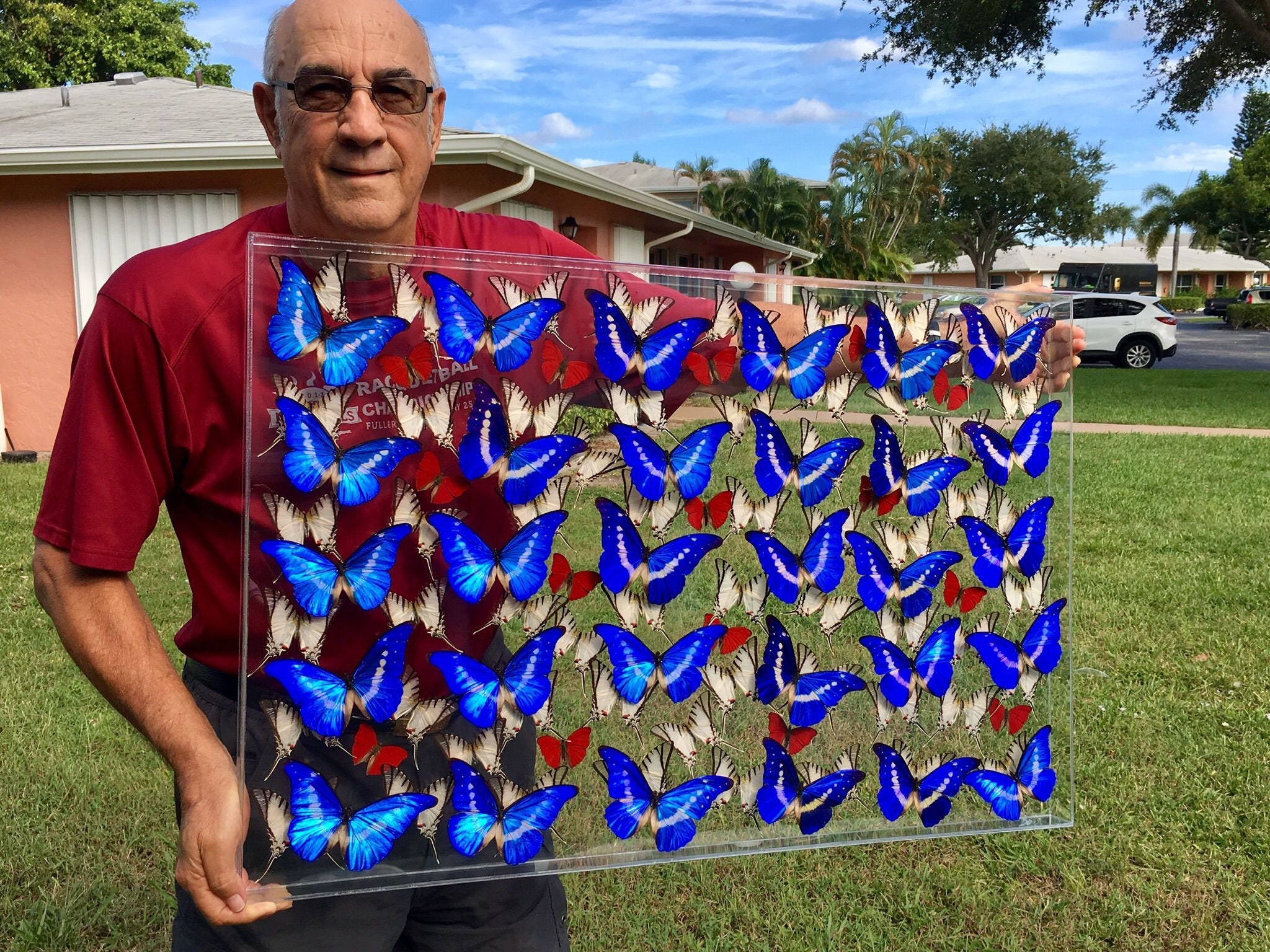 ヘレナモルフォ 120mm BicBugs Morpho helena blue white