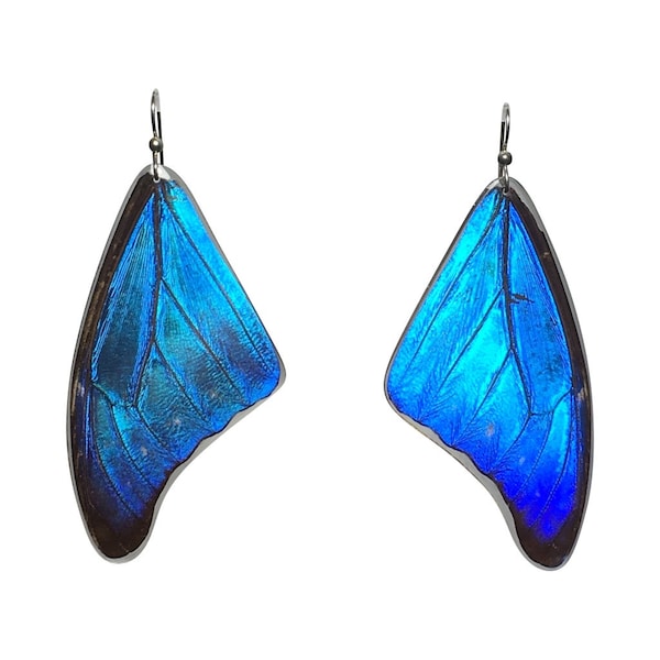Butterfly Earrings, Blue Morpho, Real butterfly, Nature inspired, Spiritual gift, Mother nature, great gift, earrings (Morpho Cacica)