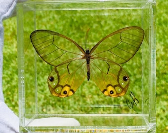 3" X 3" Butterfly frame (Haetera Macleannania) Peru