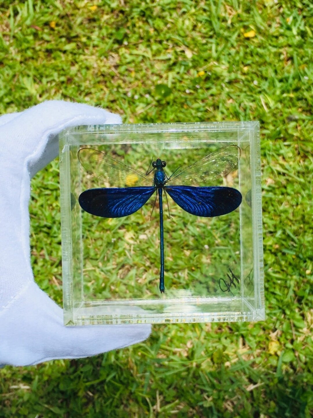 Butterfly Frames dragon Fly - Etsy