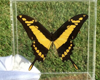 5" X 5" Real Framed Butterfly
