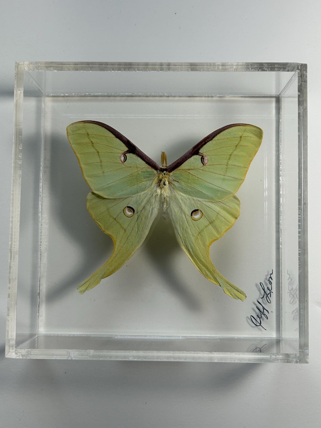 Real Framed Green North American Actias Luna Moth Lunesta Moth - Etsy