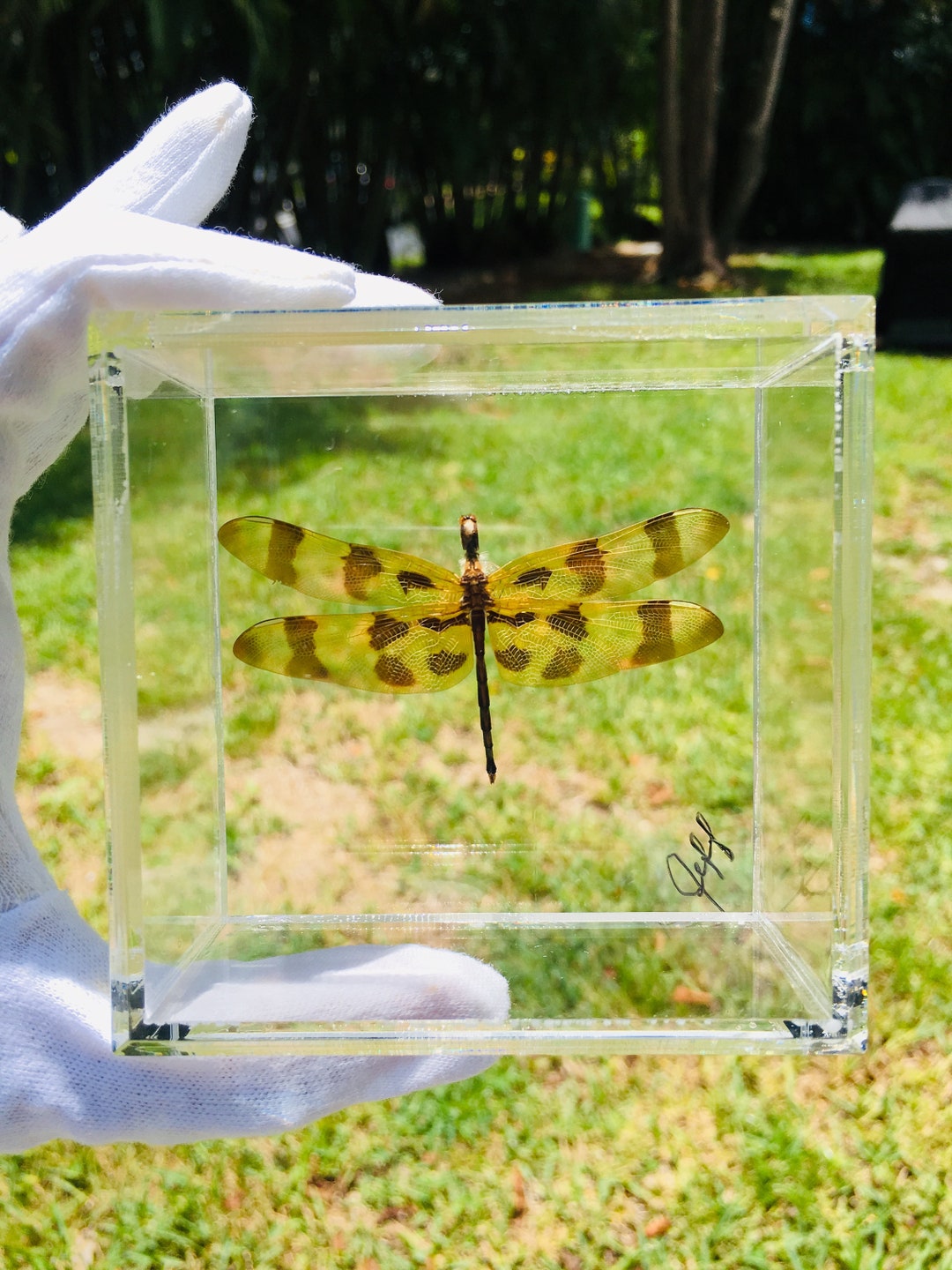 Butterfly Frames (dragon Fly) - Etsy