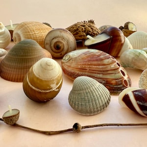 Può includere: Una collezione di varie conchiglie nei toni del marrone, bianco e beige, tra cui conchiglie, conchiglie a spirale e conchiglie di vongole. Alcune conchiglie hanno una finitura lucida, mentre altre sono strutturate. È presente anche una piccola candela a forma di ghianda.