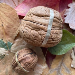 Calendario dell'Avvento in noce fai da te: 24 conchiglie di noce (coppie). Meraviglioso materiale organico per realizzare il più bel calendario dell'Avvento.