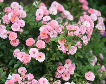 Esquejes de rosas miniatura rosas orgánicas de EE. UU.