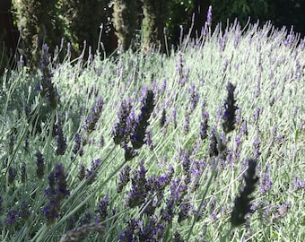 Organic Live California USA Lavender Cuttings