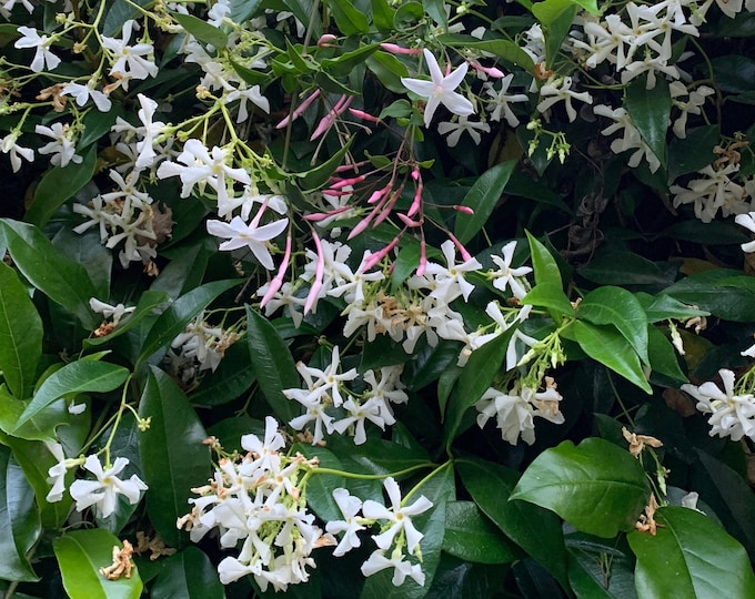 Star Jasmine Vine Star Jasmine Plant Star Jasmine Flower Evergreen