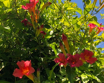 Organic Live USA Scarlet Trumpet Vine Amphilophium Buccinatorium Cuttings