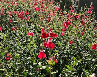 Esquejes de Salvia roja otoñal (Salvia Greggii) de Organic Live USA