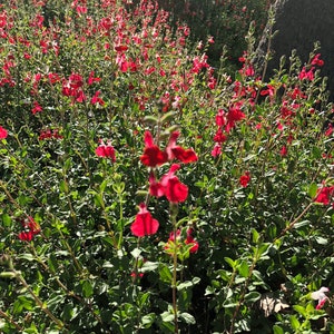 Organic Live USA Red Autumn Sage (Salvia Greggii) Cuttings