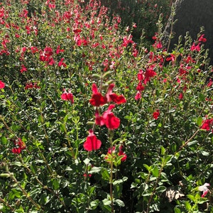 Organic Live USA Red Autumn Sage Salvia Greggii Cuttings image 1