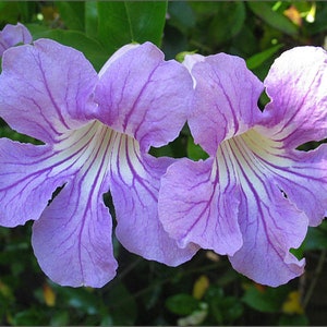 2 Trumpet Vine Combo: Organic Live USA Scarlet Amphilophium Buccinatorium Violet Trumpet Vine Clytostoma Callistegioides Cuttings image 3