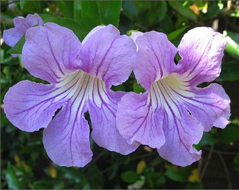 Organic Live USA Violet Trumpet Vine Cuttings