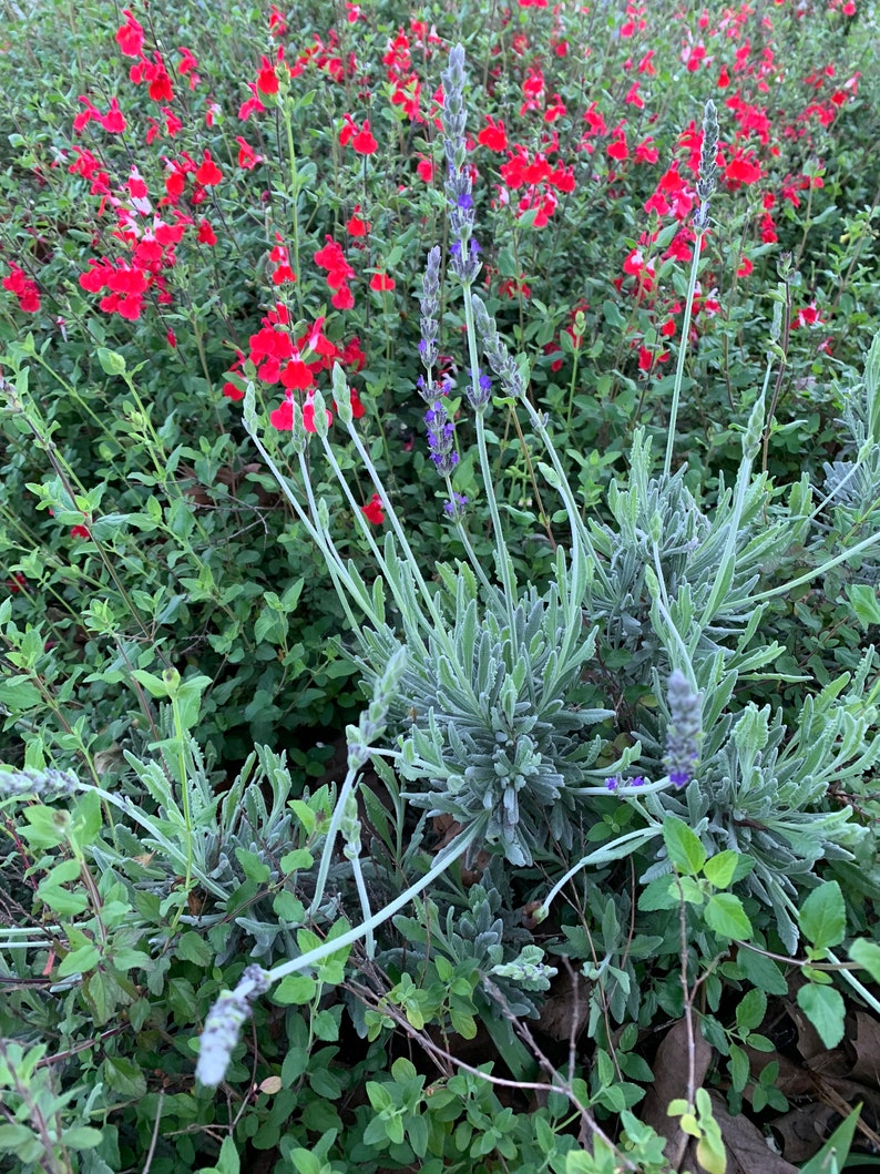2 Butterfly Bushes Combo Organic Live California USA Lavender Etsy