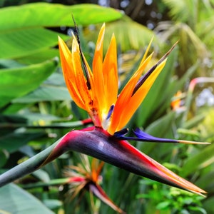 Organic Bird of Paradise Plant: Orange Crane Flower, USA Grown (8-20in Height Options)