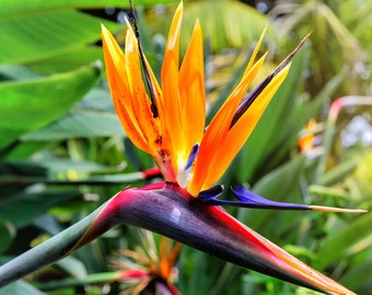BIG Bird of Paradise + FREE Card: 8-20in Orange Crane Flower Plant, USA Grown Organic