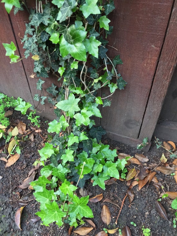 3 Ivy Combo: Organic Live California USA English +