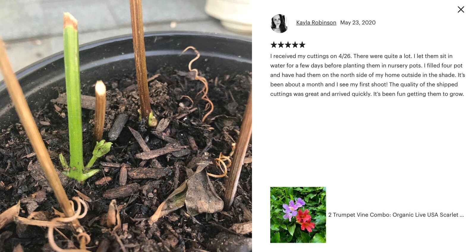 Organic Live USA Violet Trumpet Vine Cuttings Etsy