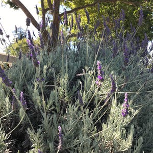 May include: A close-up of a bush of lavender with purple flowers and silvery-green leaves. The lavender is growing in a garden setting.