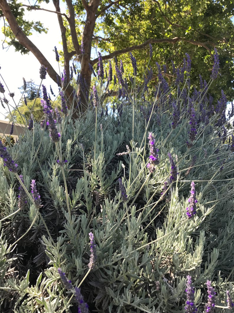 May include: A close-up of a bush of lavender with purple flowers and silvery-green leaves. The lavender is growing in a garden setting.