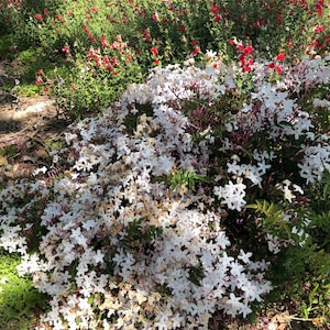 Organic Live USA Pink Jasmine Polyanthum Cuttings