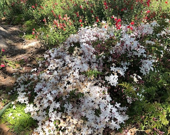 Esquejes de jazmín rosa polyanthum orgánicos de EE. UU.