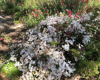 Organic Live USA Pink Jasmine Polyanthum Cuttings