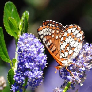 Organic Live California USA Lilac Ceanothus Horizontalis Cuttings image 3