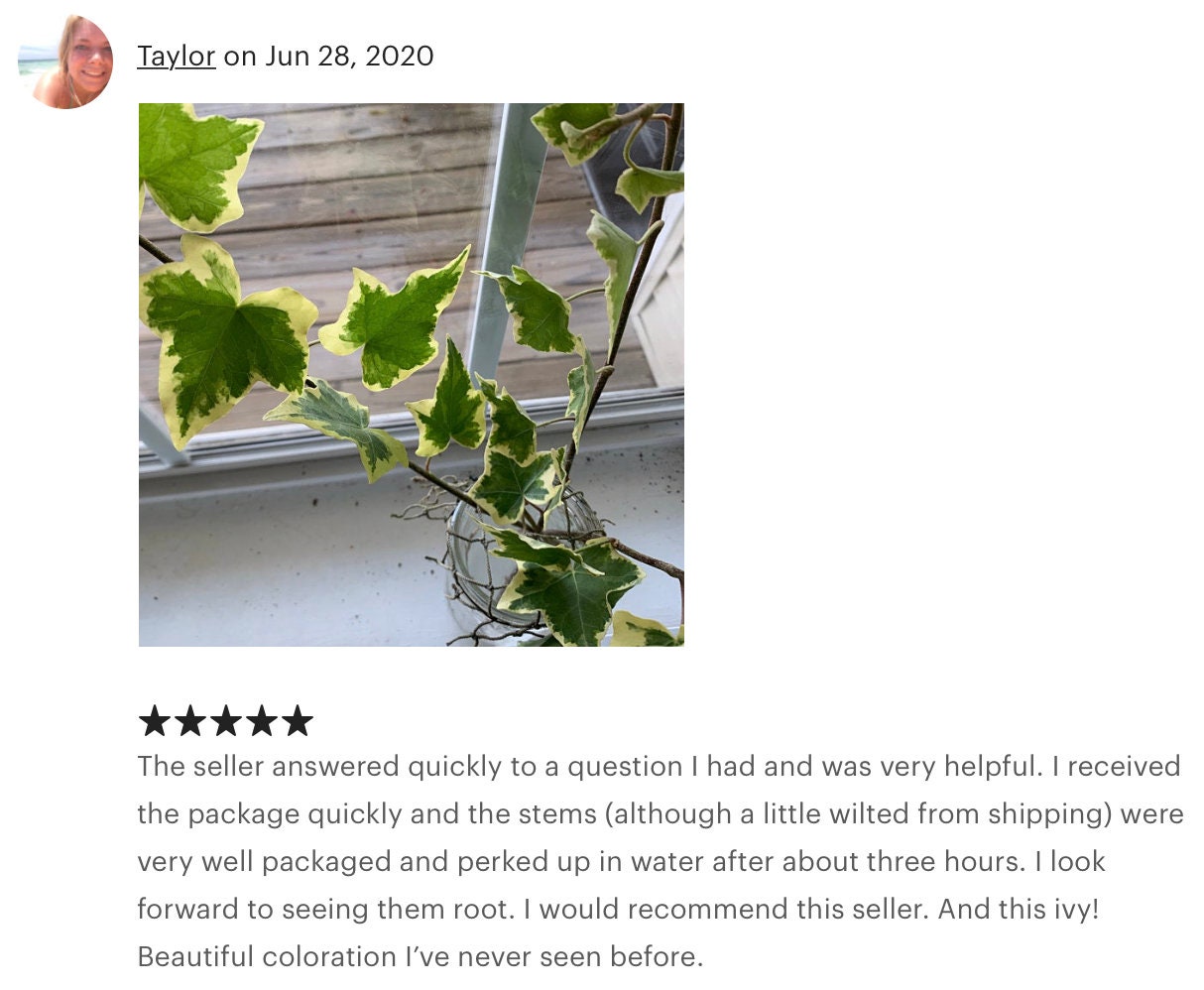 Organic Live California USA Asterisk Ivy Cuttings - Etsy