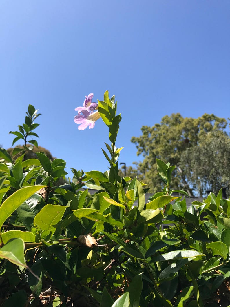 2 Trumpet Vine Combo: Organic Live USA Scarlet Amphilophium Buccinatorium Violet Trumpet Vine Clytostoma Callistegioides Cuttings image 8