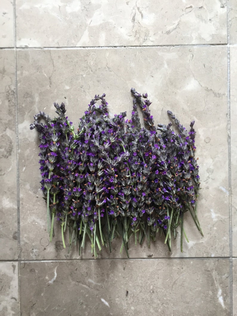 May include: A bunch of dried lavender flowers with purple blooms and green stems.