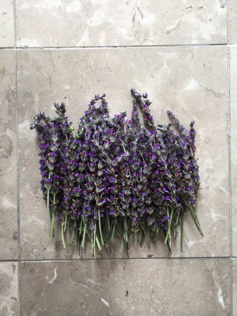 Organic Natural Air Dried California USA Lavender image 2