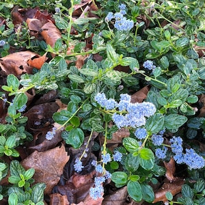 Organic Live California USA Lilac Ceanothus Horizontalis Cuttings image 1