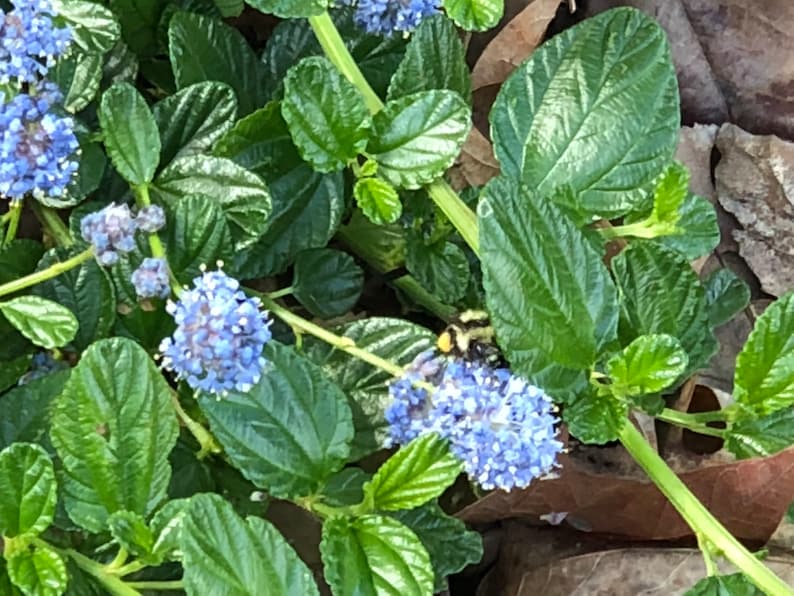 Organic Live California USA Lilac Ceanothus Horizontalis Cuttings image 4