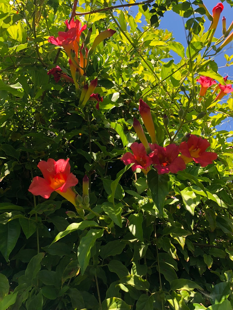 2 Trumpet Vine Combo: Organic Live USA Scarlet Amphilophium Buccinatorium Violet Trumpet Vine Clytostoma Callistegioides Cuttings image 5