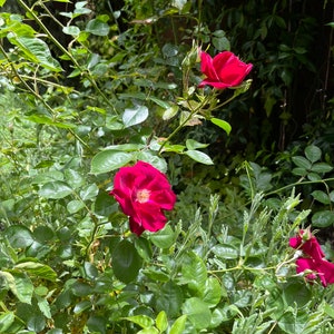 Organic Live USA Hot Pink Miniature Rose Cuttings Bild 1