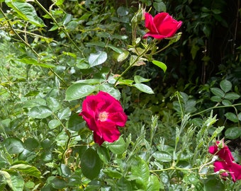 Organic Live USA Hot Pink Miniature Rose Cuttings